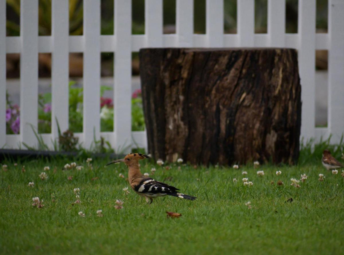 a bird standing in the grass near a white fence at Savoy - IHCL SeleQtions in Ooty