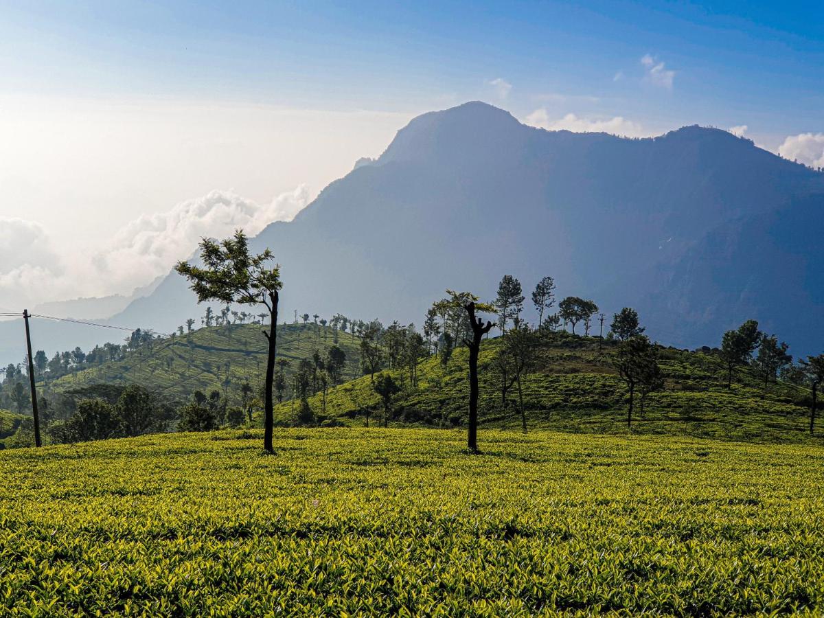 two trees in a field with a mountain in the background at Savoy - IHCL SeleQtions in Ooty