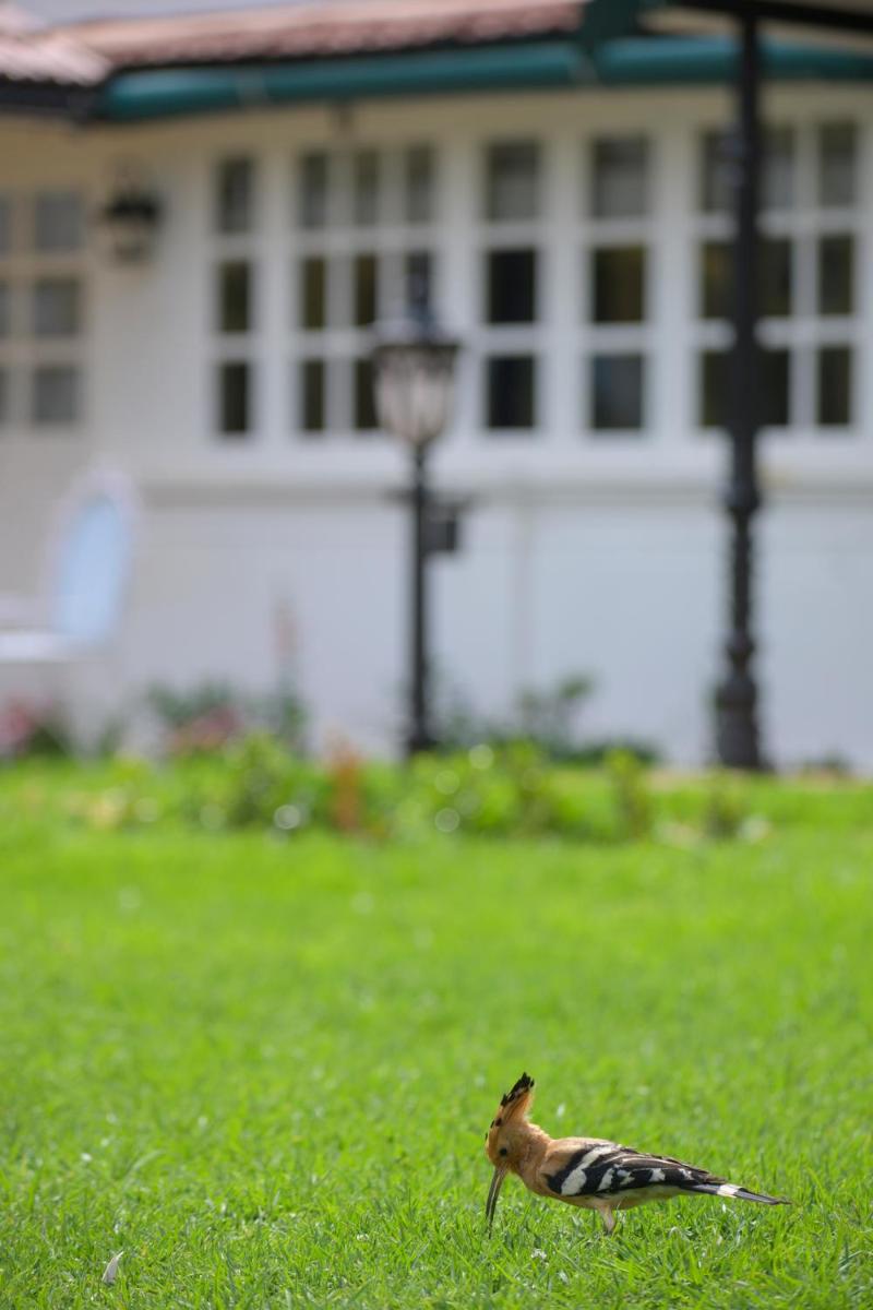 a bird standing in the grass in front of a house at Savoy - IHCL SeleQtions in Ooty