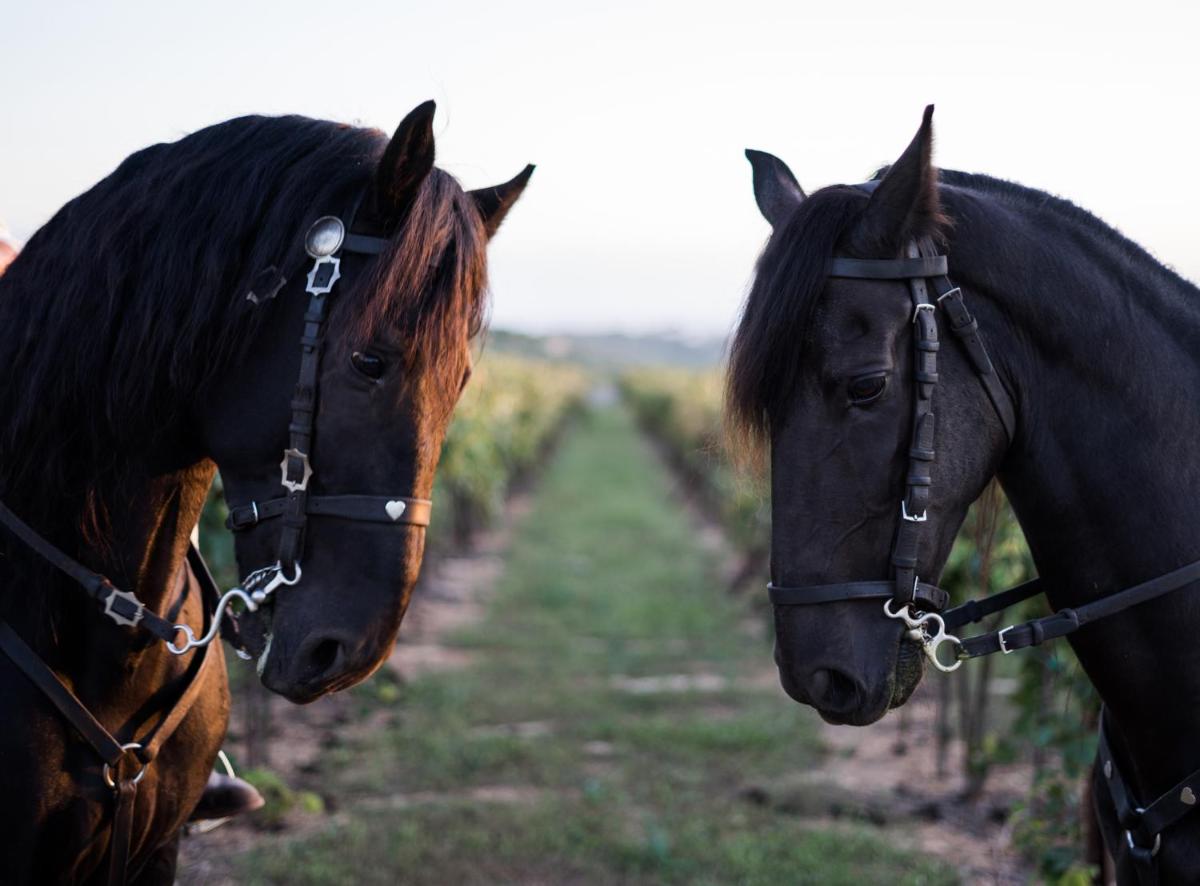 Animales en el hotel o alrededores