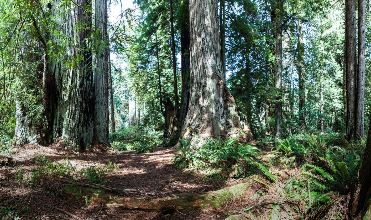 Holiday Inn Express Redwood National Park, an IHG Hotel - Housity