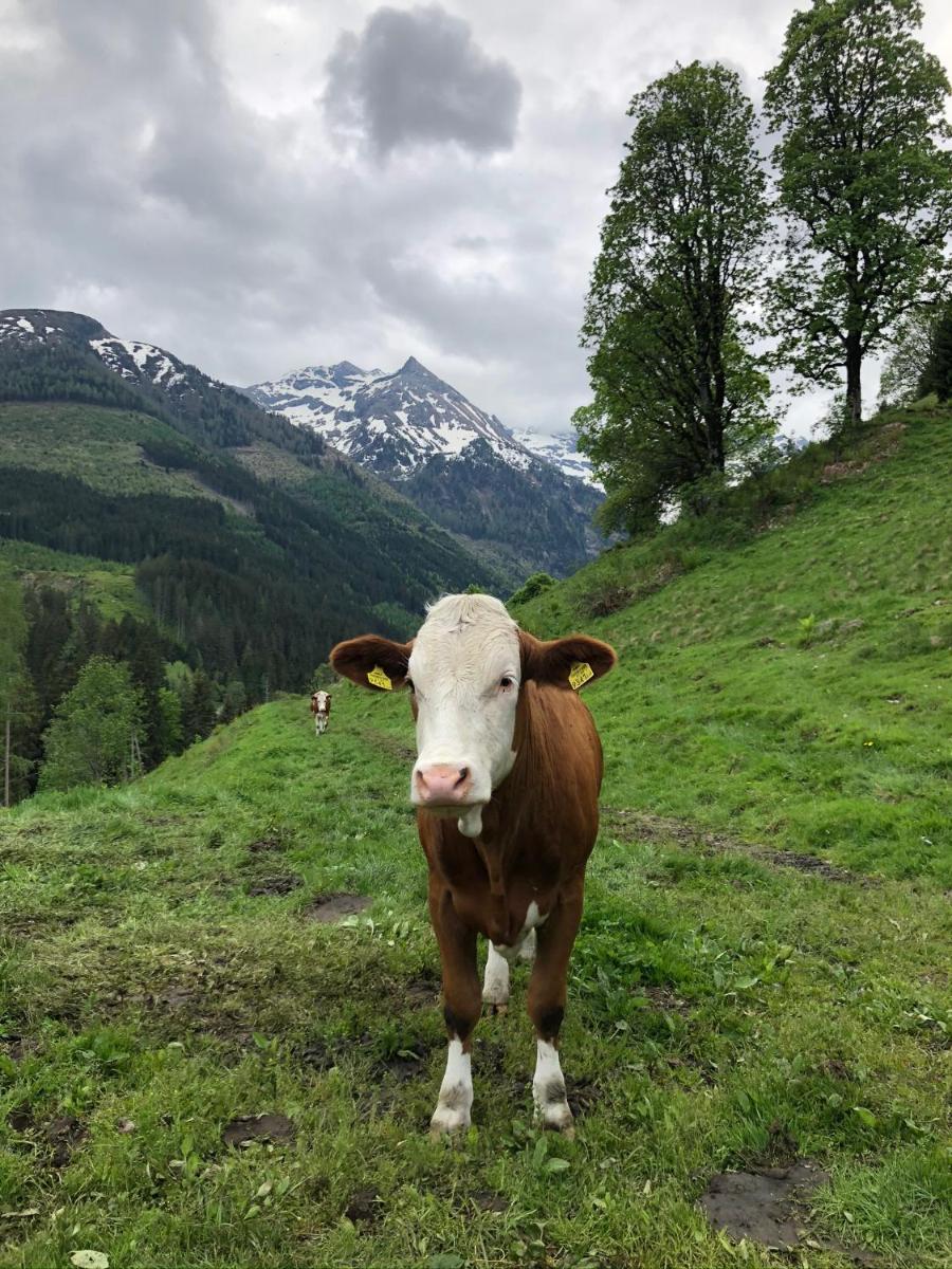 Zauneralm - Housity