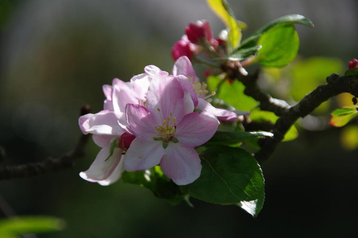 A l\'Ombre des Pommiers - Housity
