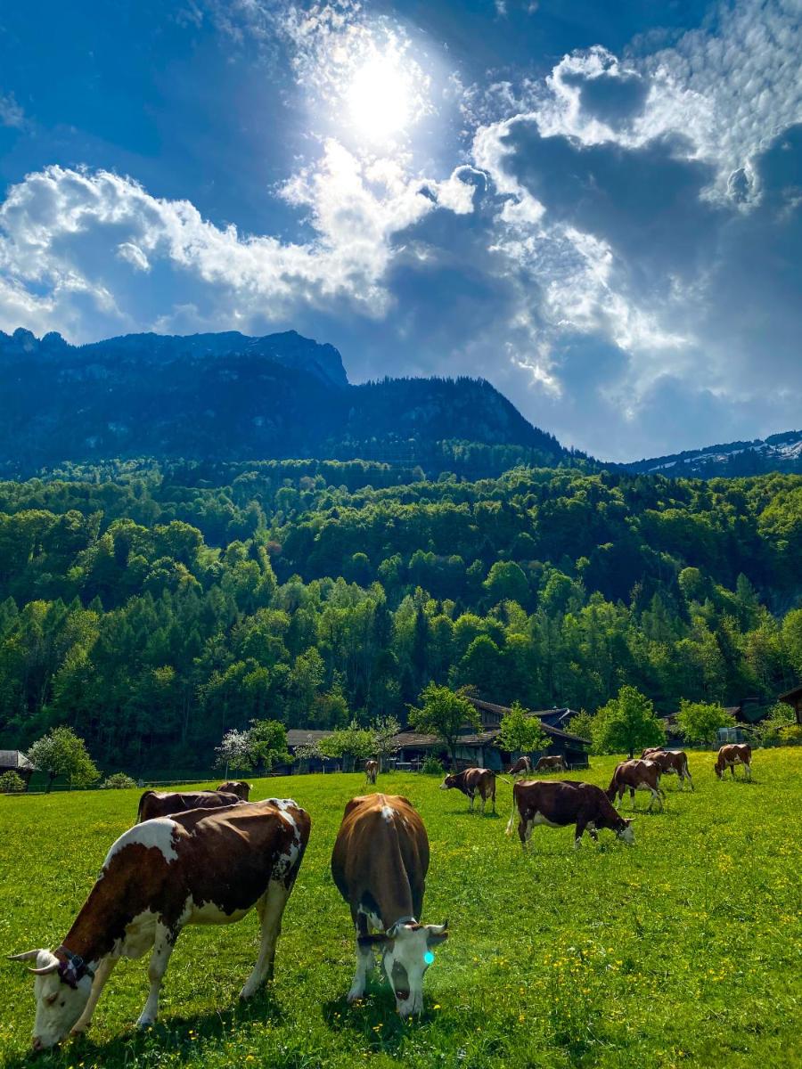 The Mad Cow - Housity
