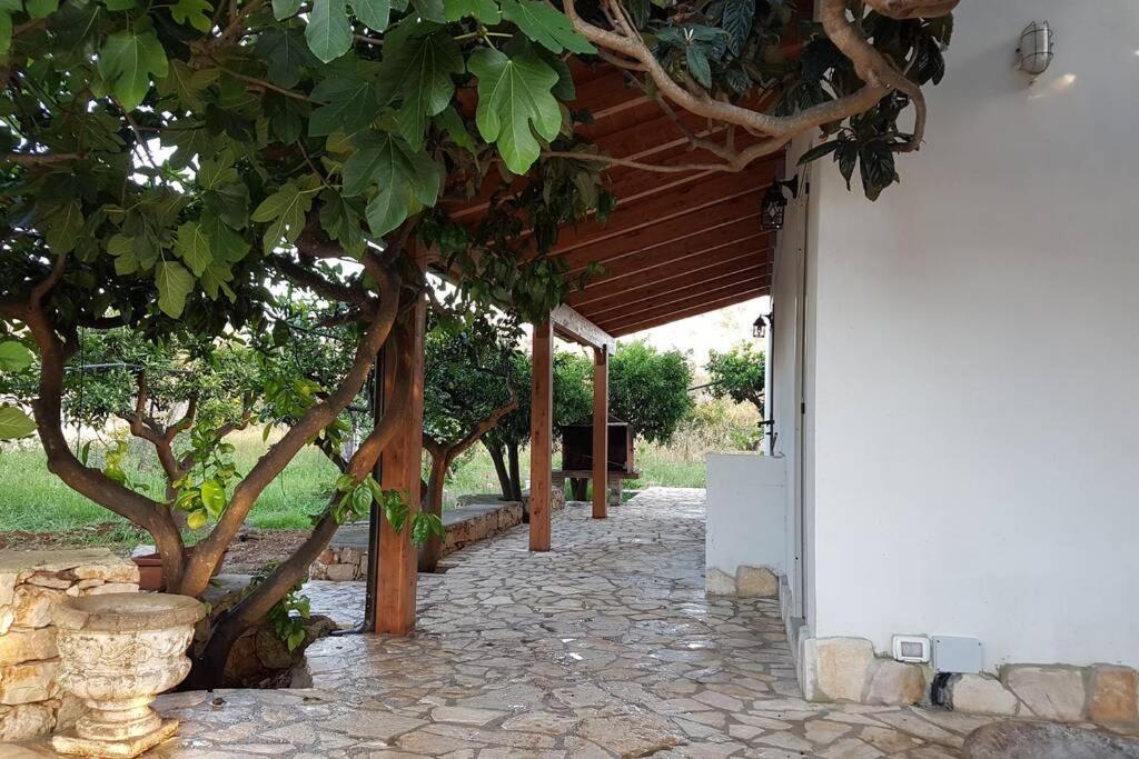 L'ulivo segreto - Housity