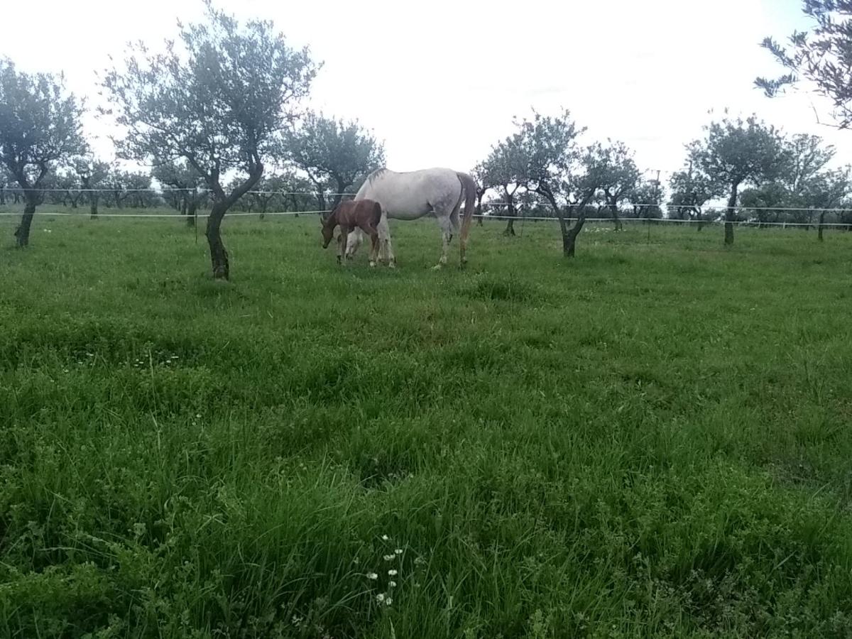 Studio indépendant dans Ferme Equestre - Housity