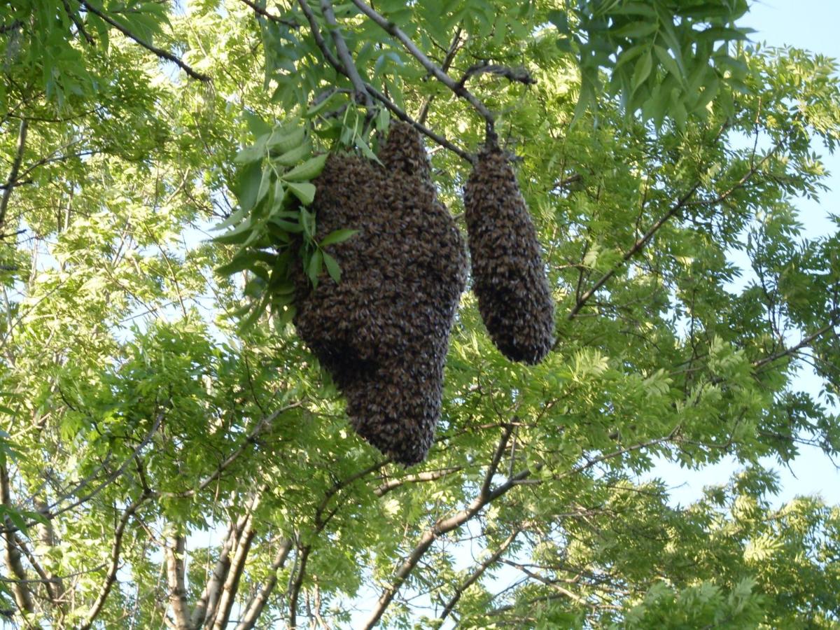 Ubytovanie na včelej farme - Housity