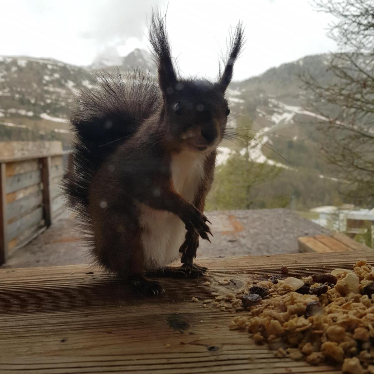 Animal ou animaux domestique(s) séjournant avec des clients dans l'établissement Chalet Marano Restaurant & Spa