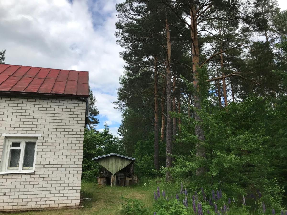 Pine trees - Housity