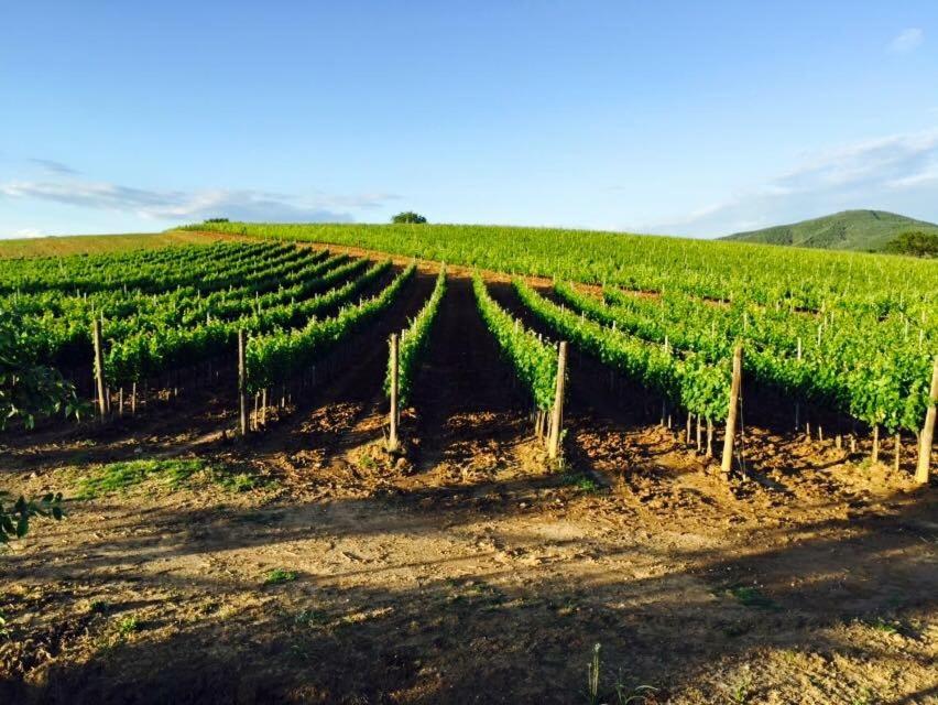 Il casale degli olivi - Housity