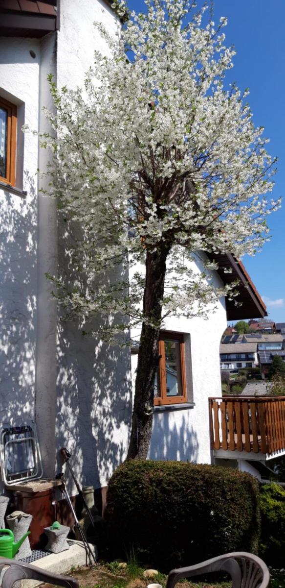 Haus Levi - Housity
