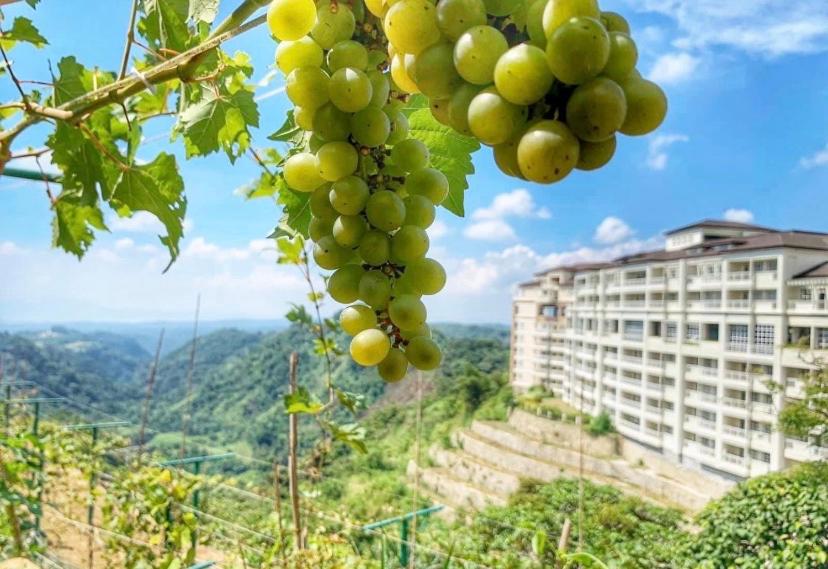 Tagaytay, Twinlakes, The Vineyard at Merlot - Housity