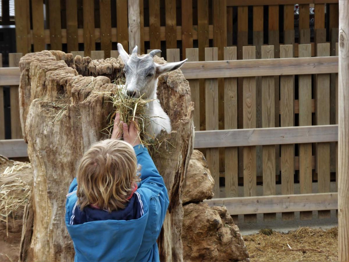 Animales en el resort o alrededores