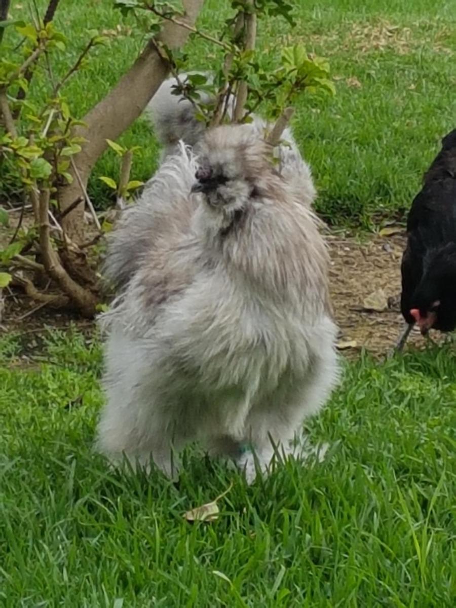 FINCA LA GALLINA BLANCA - Housity