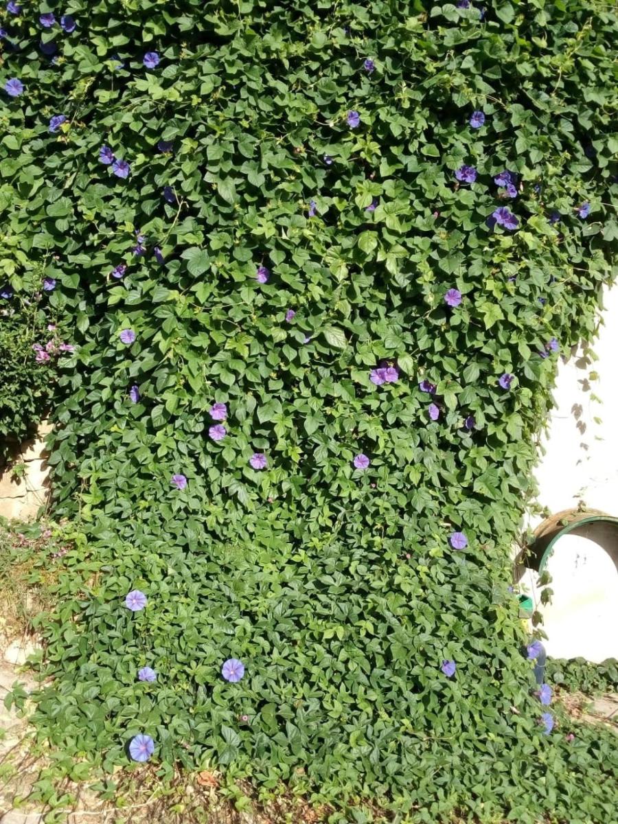 GITE VOLUBILIS BLEU - Housity