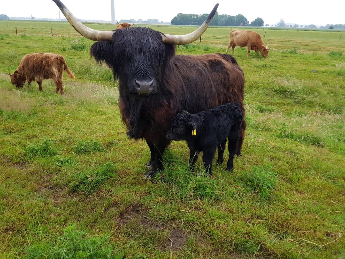 Biolandhof Dorn Highlander vom Elbdeich - Housity