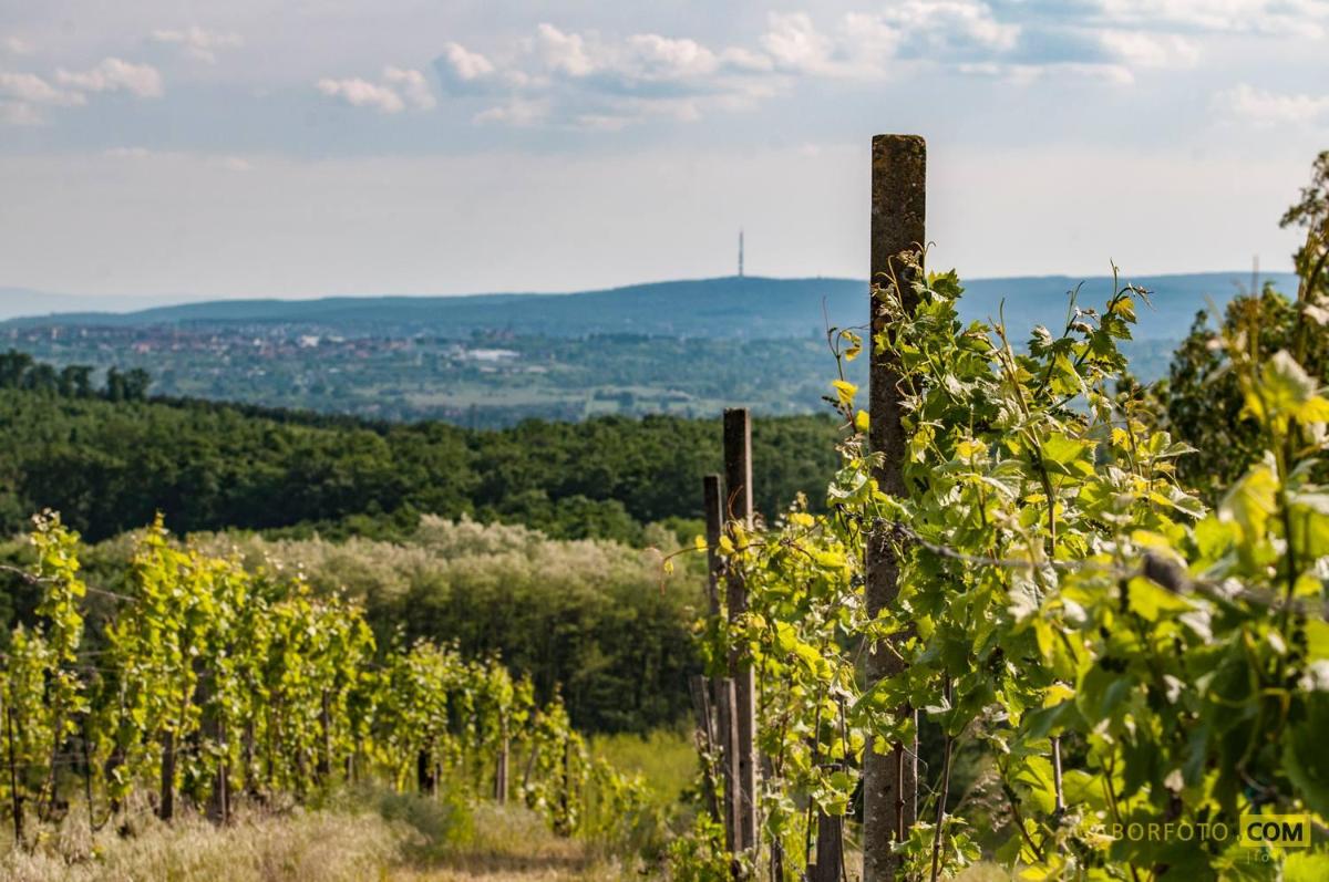 Suitetrails - Ráspi Apartman Étterem és Borászat