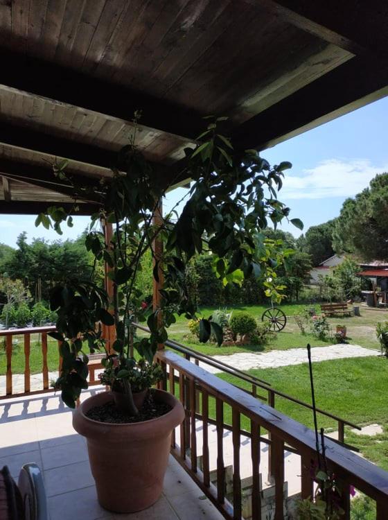 Ivonnis Garden - Housity