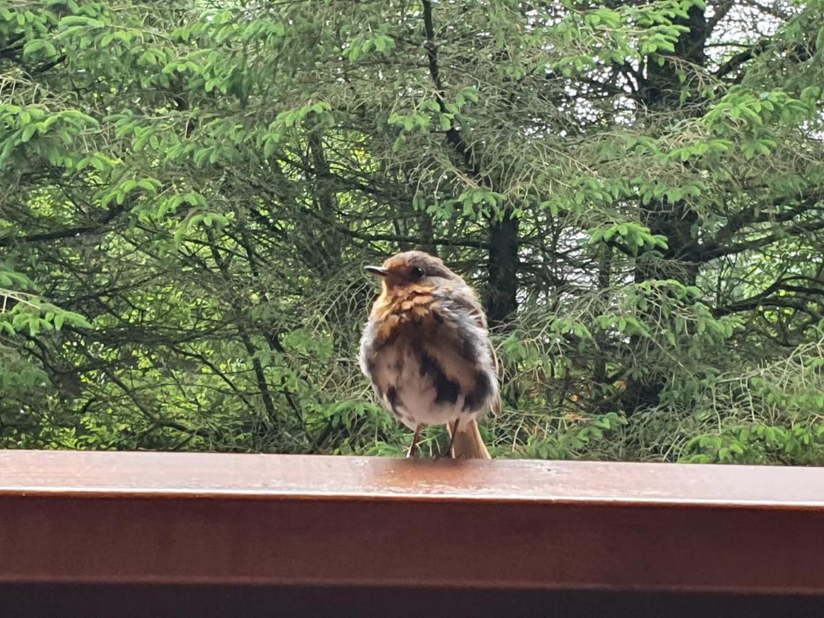 Forest Lodge Log Cabin - Ireland - Housity