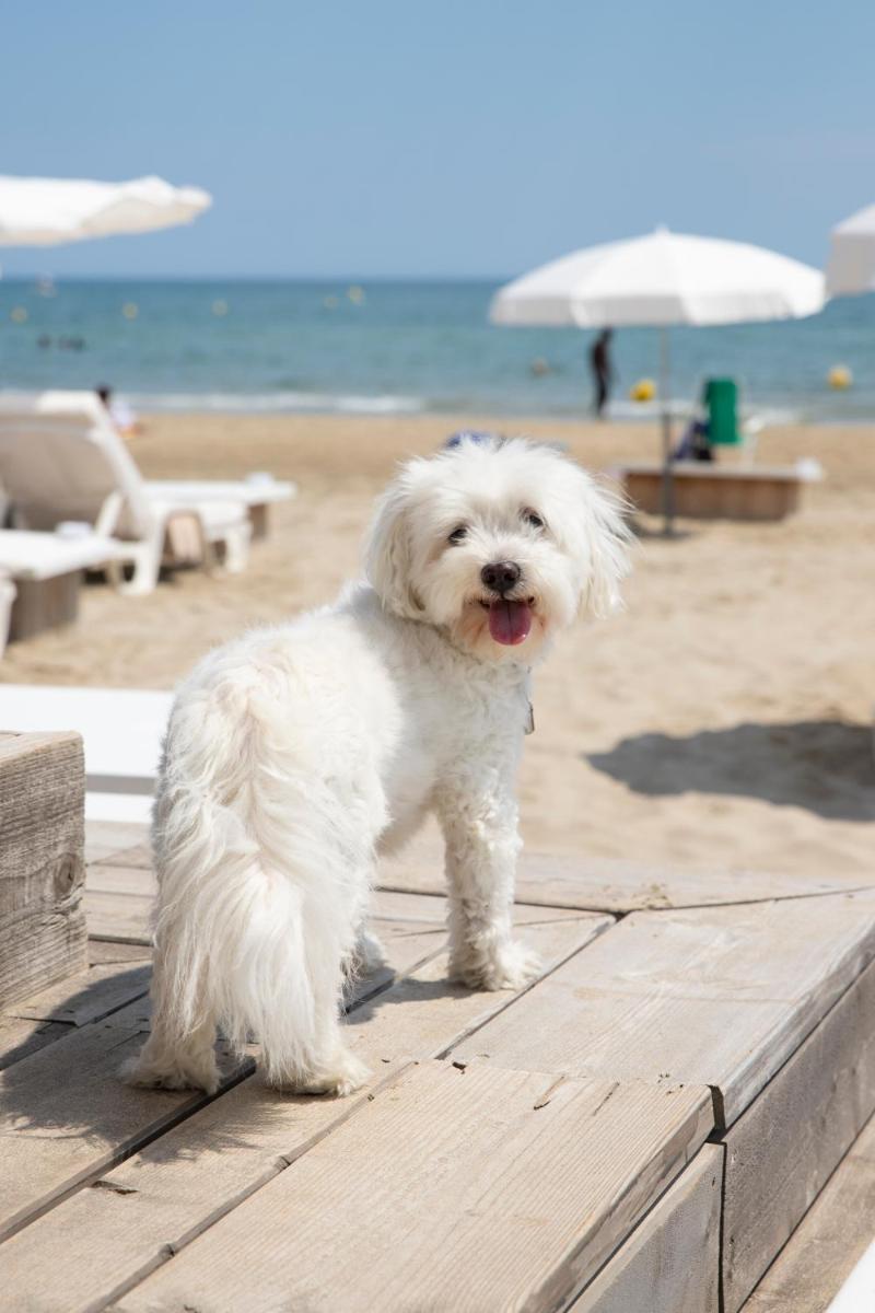 Animal ou animaux domestique(s) séjournant avec des clients dans l'établissement Hôtel Plage Palace & Spa