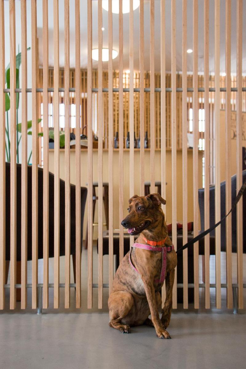 O animal ou animais de estimação com os hóspedes em Hotel Meira