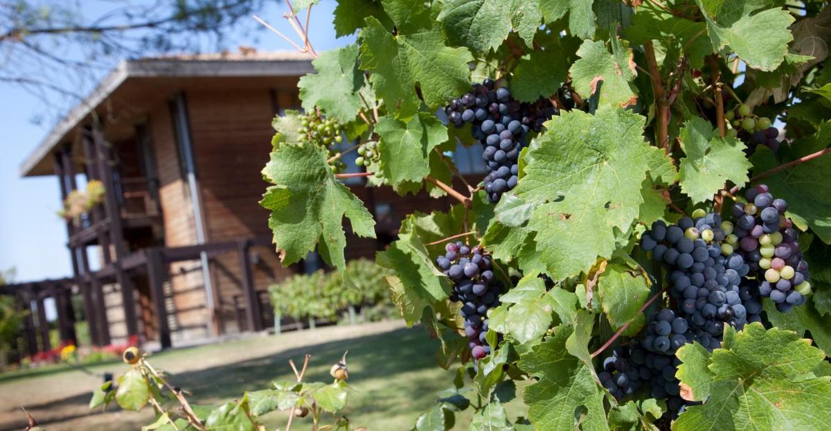 Jardin de l'établissement Résidence Les Vignes