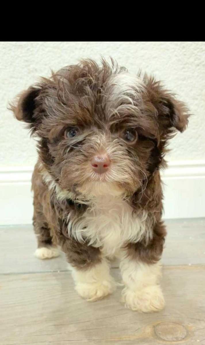 Fewo in sonniger Lage in Sagard - Housity