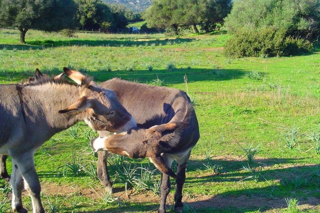 Maison de charme proche mer en Corse du Sud - Housity