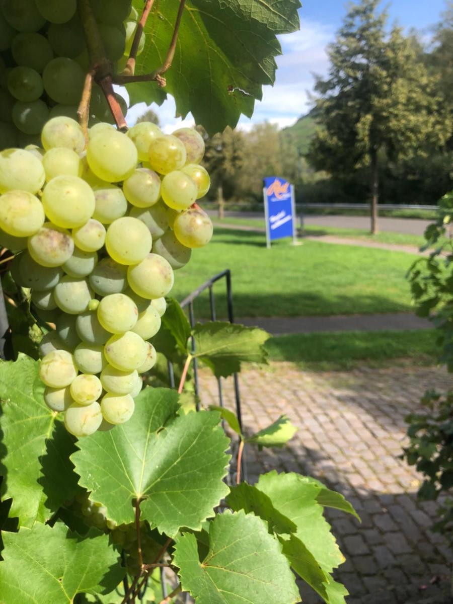 Haus Nummer 1, Moselblick - Housity