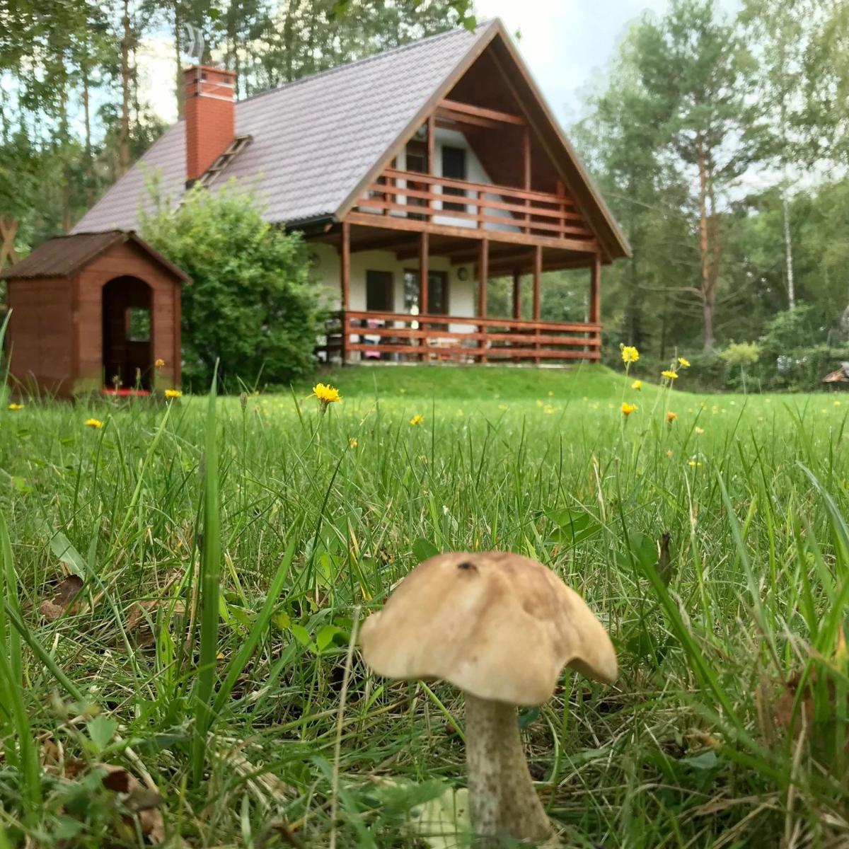 Domek nad Wkrą - Housity