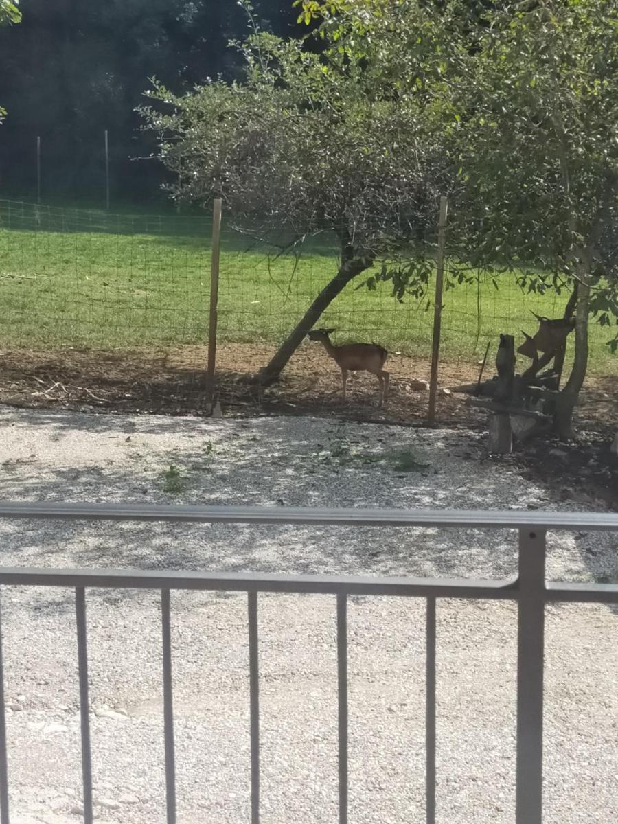 Alloggio e agriturismo De POANUTE - Housity