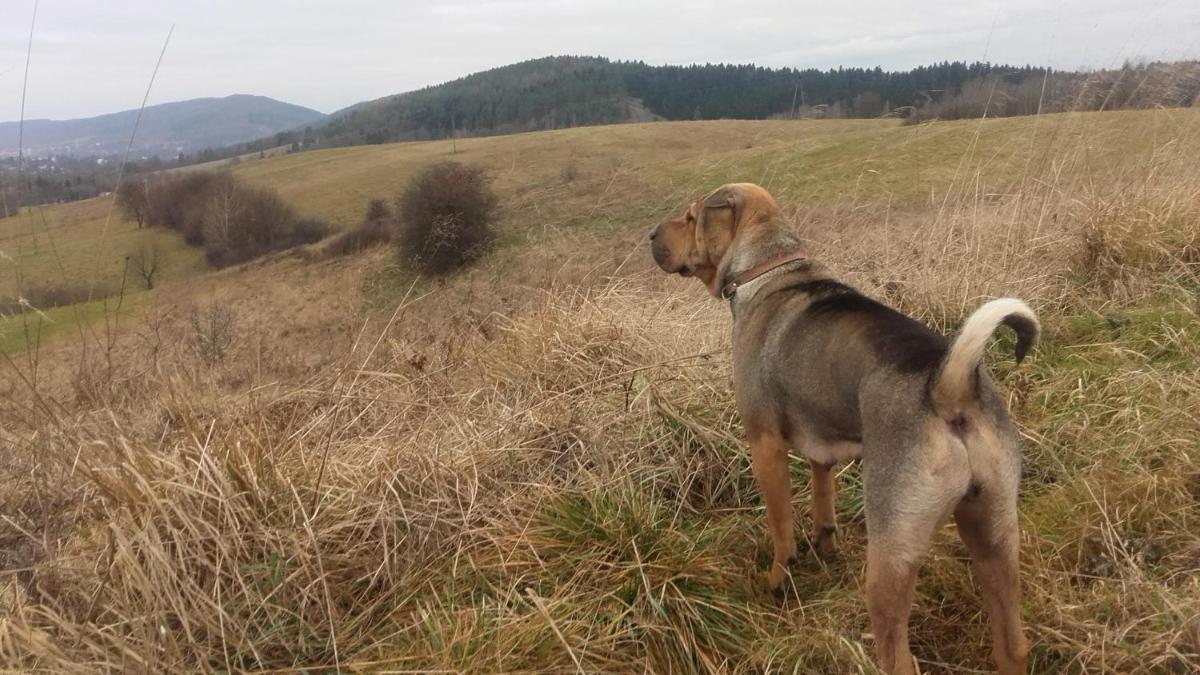 Dom na rozdro?u - Housity