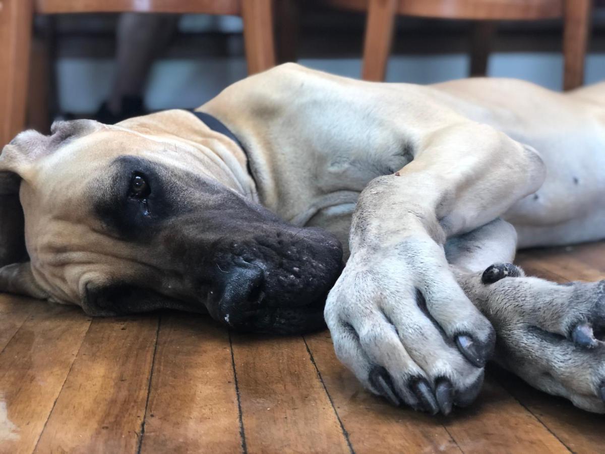 Amsterdam Hotelboat - Housity