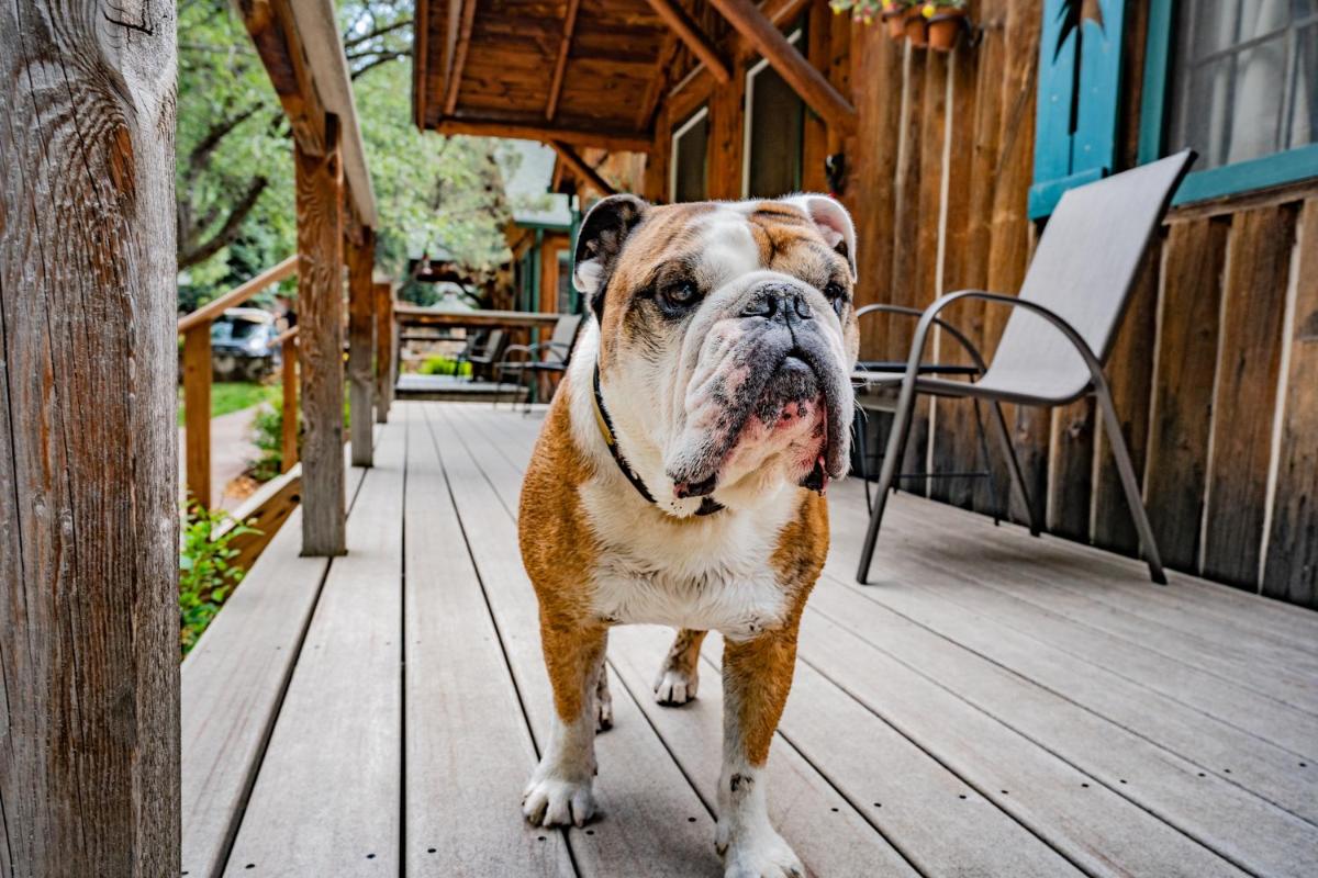 Colorado Bear Creek Cabins - Housity