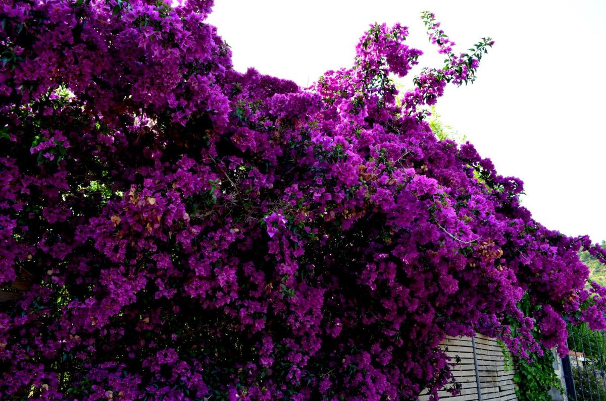 The Fool and The Princess ~Wooden Houses~ - Housity