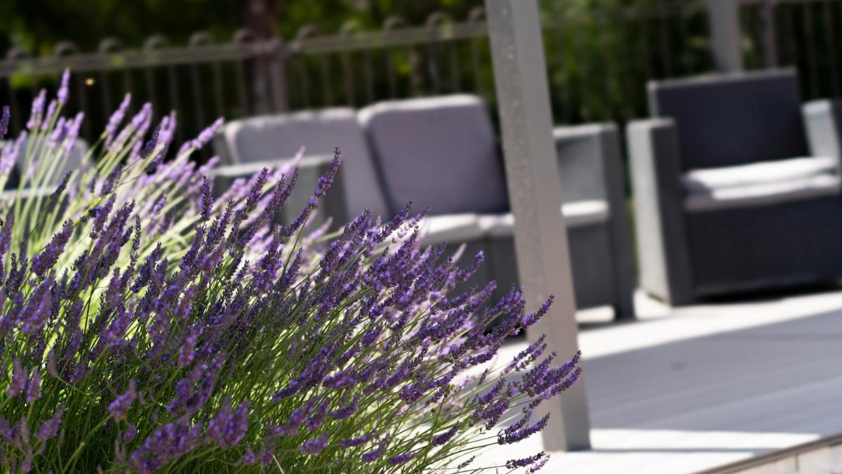 Jardin de l'établissement Logis Hotel Restaurant SPA Les Oliviers