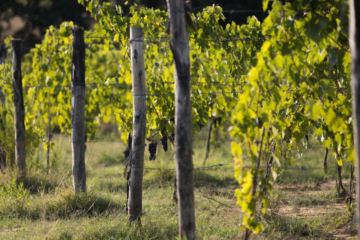 Agriturismo Le Baccane - Housity