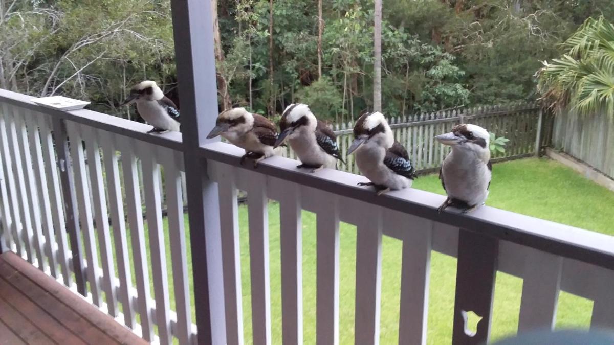 Near to Everything Yet in a Rainforest setting - Housity