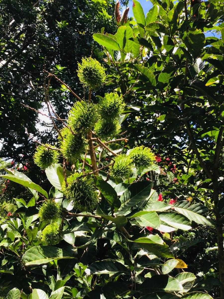 Suitetrails - B&B Garden Grecia