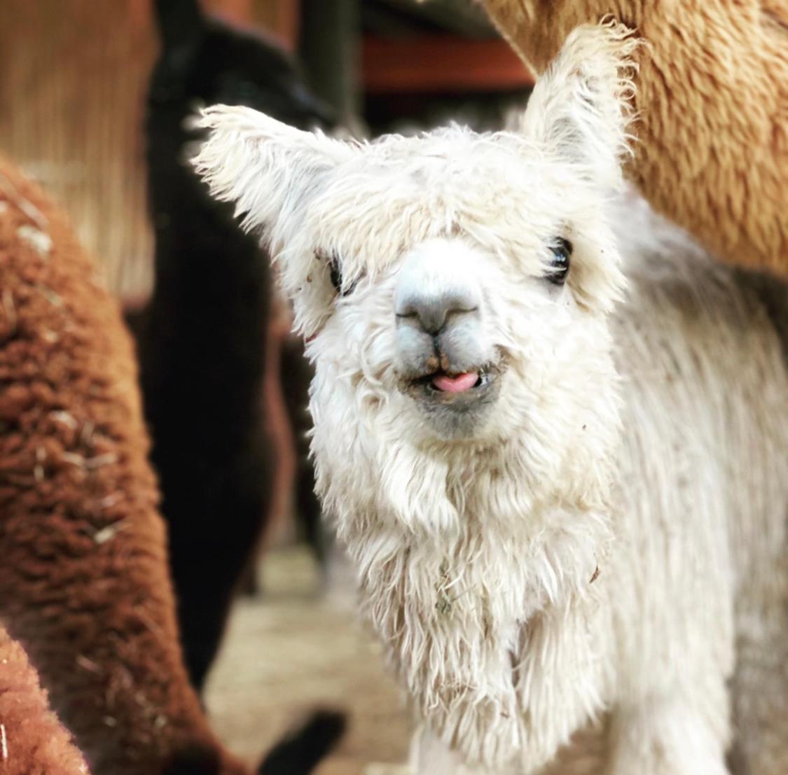 Alpaca Inn - Housity