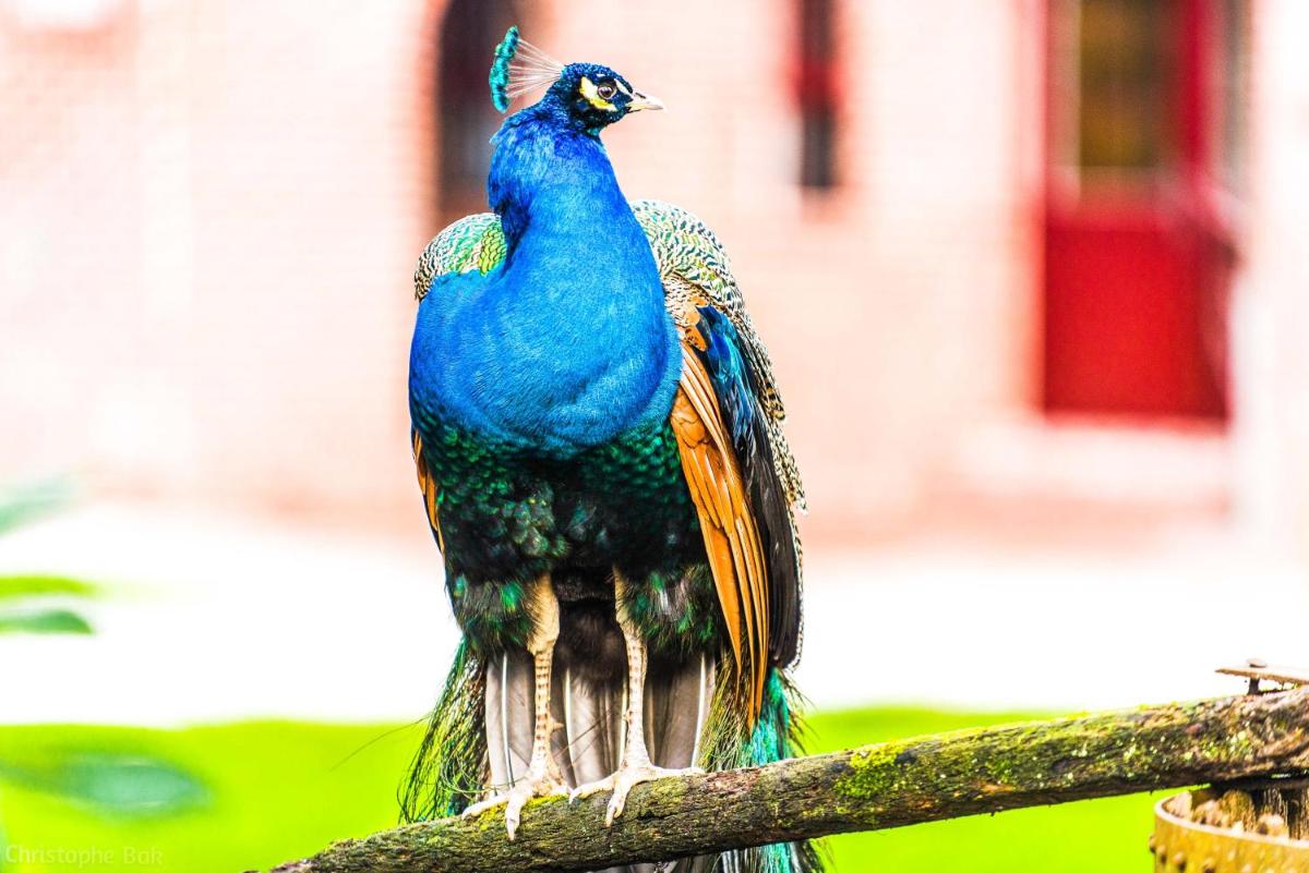 Animaux dans l'hôtel ou à proximité