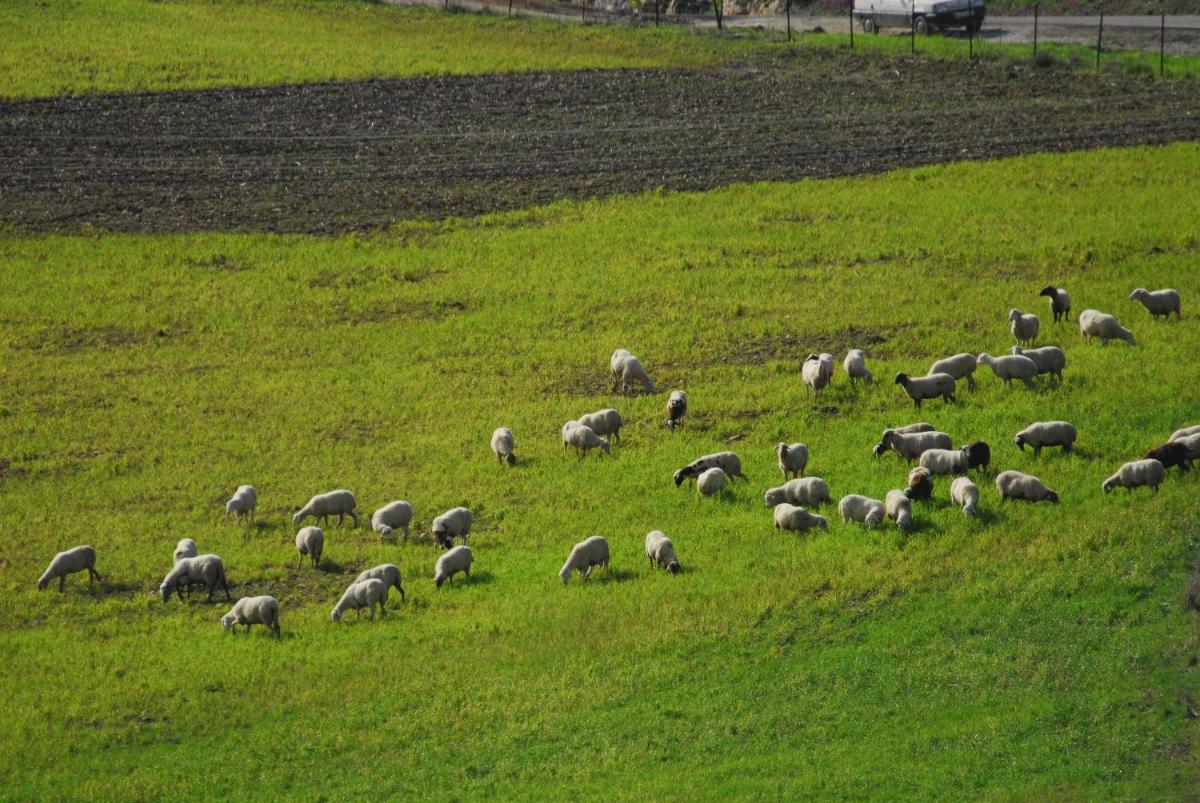 Animales en el hotel o alrededores