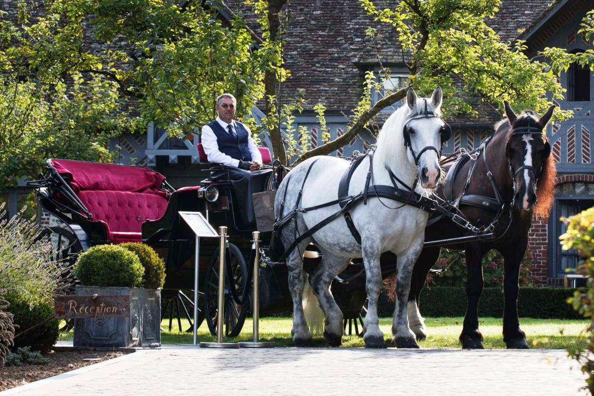 Animaux dans l'hôtel ou à proximité