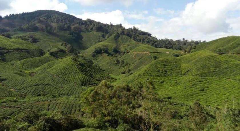 Primark Holiday Apartment Cameron Highlands - Housity