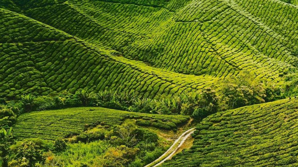 Primark Holiday Apartment Cameron Highlands - Housity
