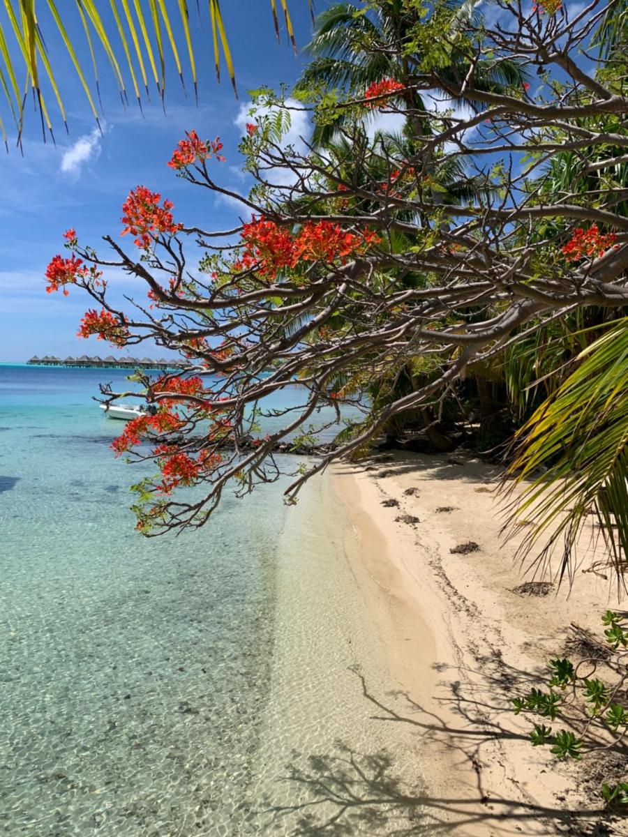 Maitai Bora Bora - Housity