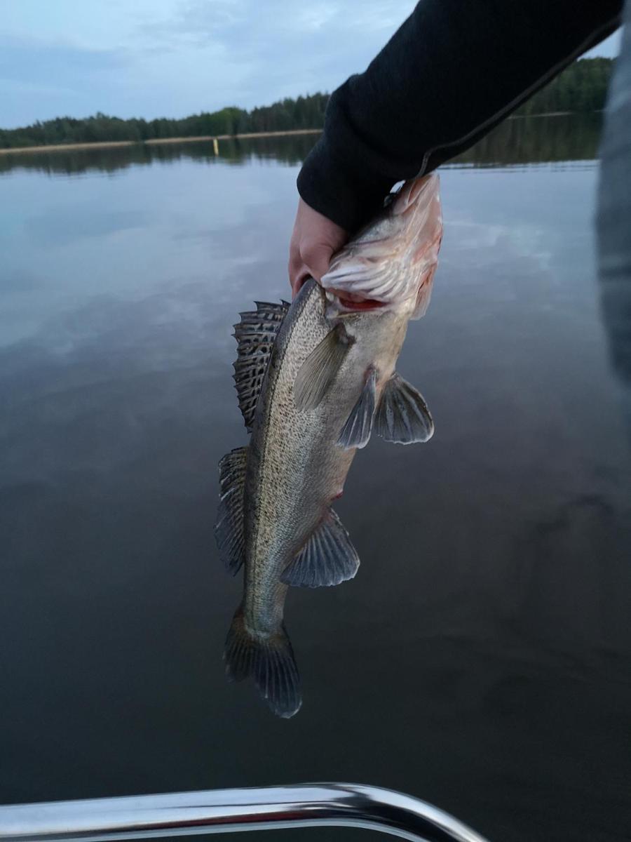 Pohjolantuvat - Housity
