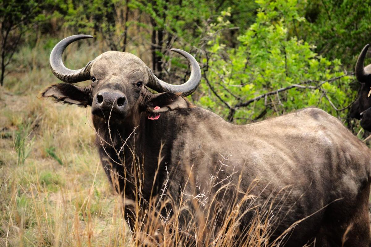 Buffalo House @Bankenkloof Private Game Reserve - Housity