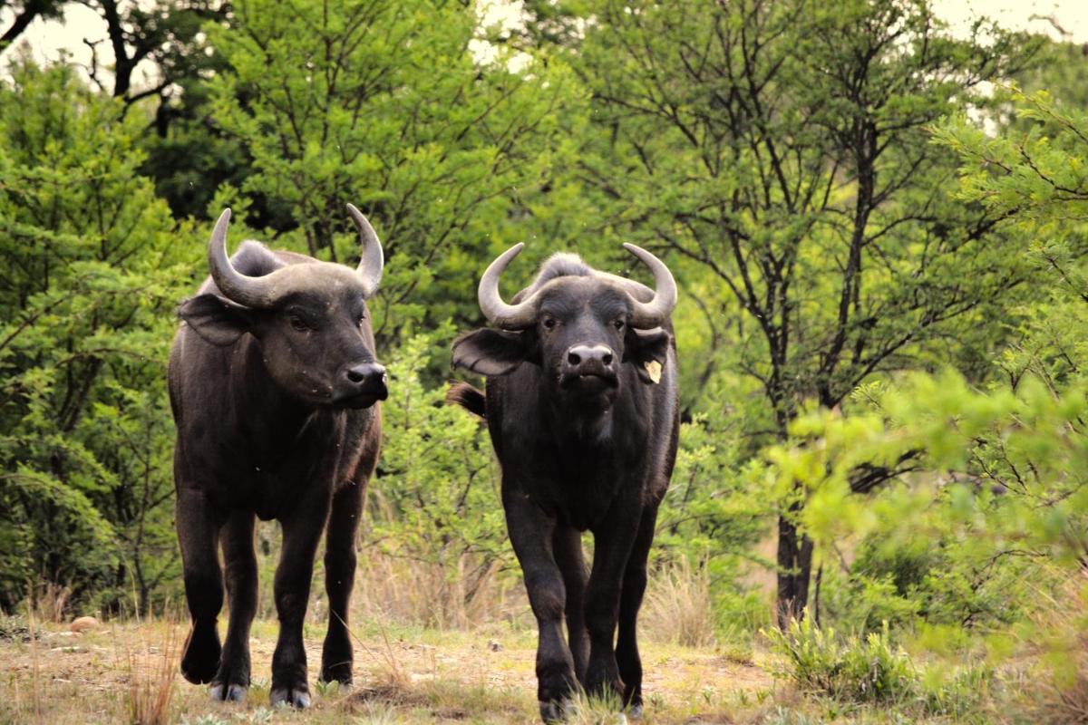 Buffalo House @Bankenkloof Private Game Reserve - Housity