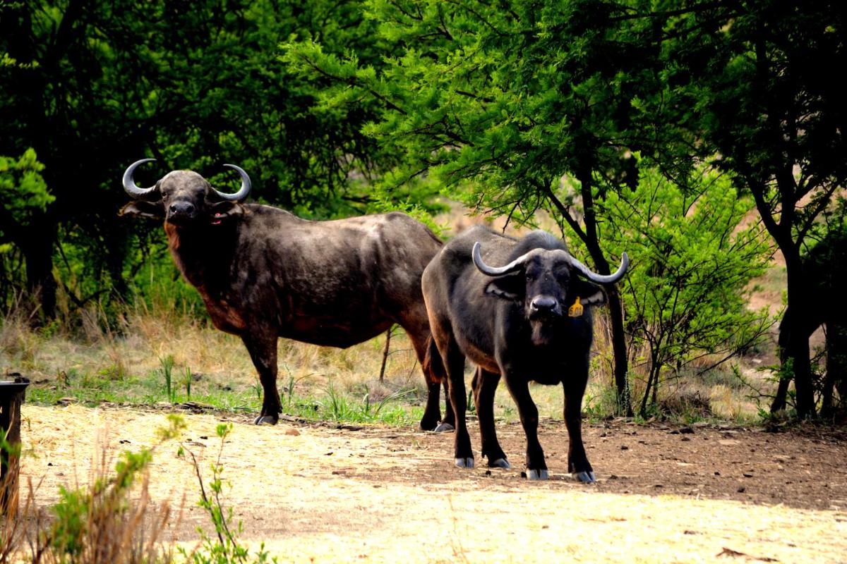 Buffalo House @Bankenkloof Private Game Reserve - Housity